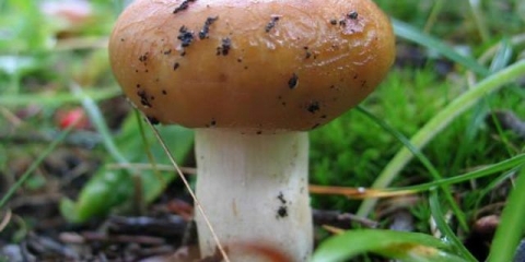 Valui: gdje raste gljiva, kako izgleda, da li se može jesti